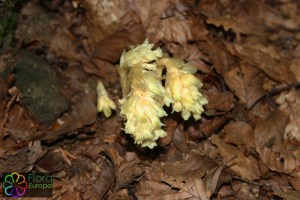 Monotropa hypopitys_bewerkt